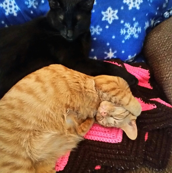 Meet your Posher, Daphne - Picture 5 of 8